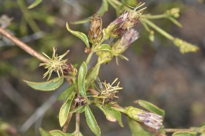 Austrobrickellia patens, photographed by aacocucci