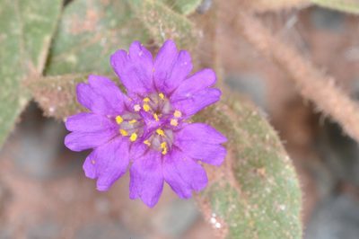 Allionia incarnata, photographed by aacocucci