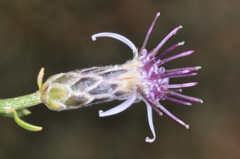 Aphyllocladus spartioides, photographed by aacocucci