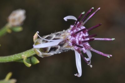 Aphyllocladus spartioides, photographed by aacocucci