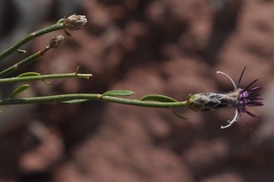 Aphyllocladus spartioides, photographed by aacocucci
