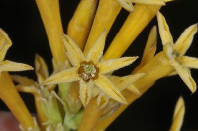 Cestrum parqui, photographed by aacocucci