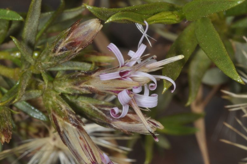 Gochnatia glutinosa, photographed by aacocucci