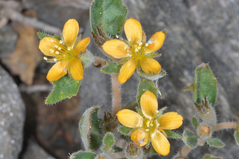 Mentzelia parvifolia, photographed by aacocucci