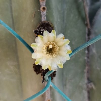 Lophocereus marginatus, photographed by Juan Carlos Fonseca Mata