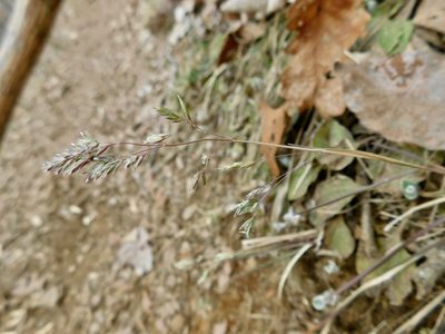 Poa cuspidata, photographed by Michael J. Papay