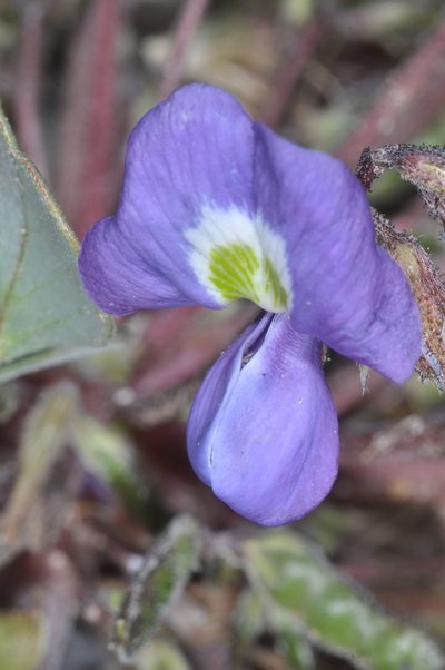 Poissonia heterantha, photographed by aacocucci