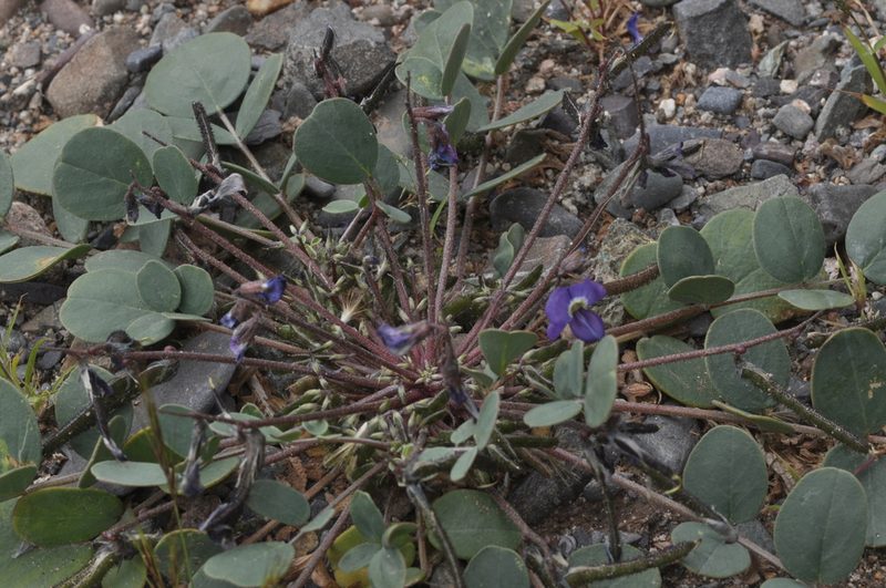 Poissonia heterantha, photographed by aacocucci
