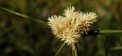 Cyperus hemisphaericus, photographed by Tony Rebelo