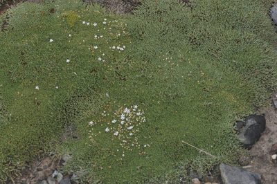 Frankenia triandra, photographed by aacocucci