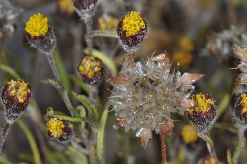 Picradeniopsis multiflora, photographed by aacocucci