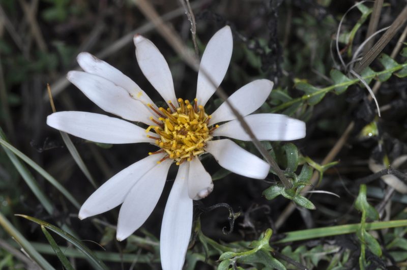 Mutisia hamata, photographed by aacocucci