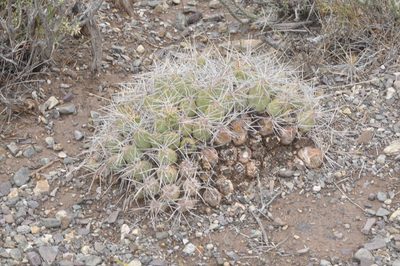 Cumulopuntia boliviana, photographed by aacocucci