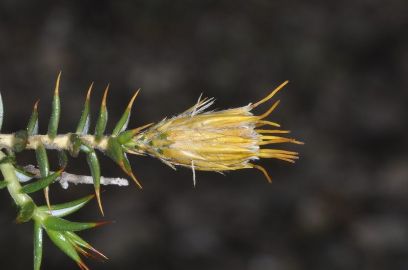 Chuquiraga atacamensis, photographed by aacocucci