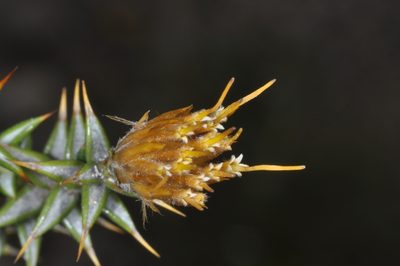 Chuquiraga atacamensis, photographed by aacocucci