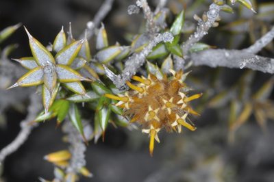 Chuquiraga atacamensis, photographed by aacocucci