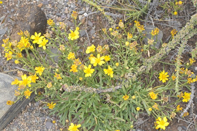 Gutierrezia mandonii, photographed by aacocucci