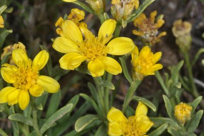 Gutierrezia mandonii, photographed by aacocucci