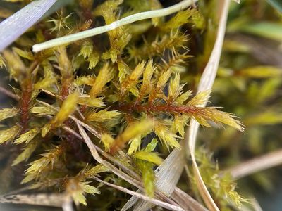 Elodium paludosum, photographed by Zihao Wang