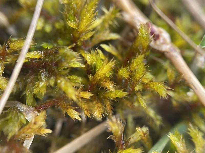 Elodium paludosum, photographed by Zihao Wang