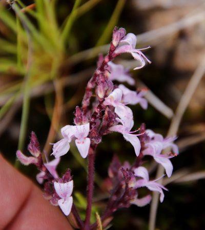 Aeollanthus serpiculoides, photographed by Tony Rebelo