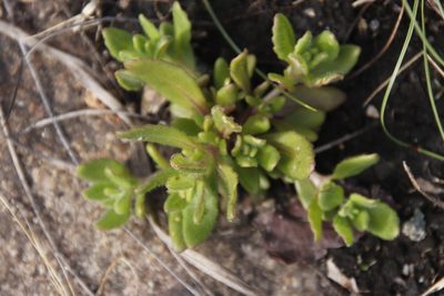 Aeollanthus serpiculoides, photographed by Tony Rebelo
