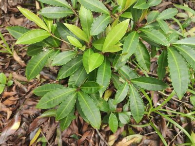 Ardisia crenata, photographed by Augustin Soulard