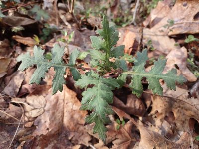 Polymnia canadensis, photographed by Harold Smith