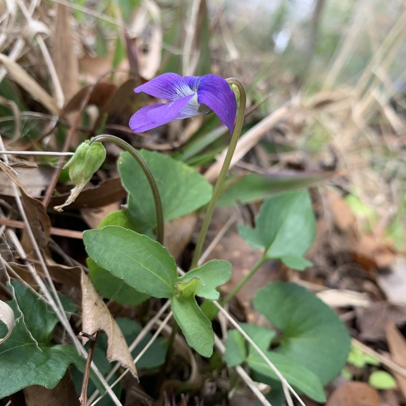 Viola palmata, photographed by Laura Clark