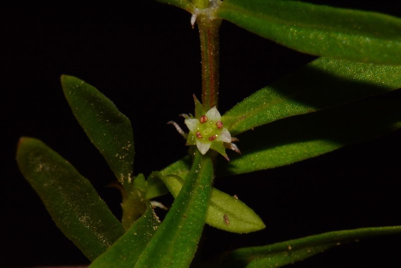 Oldenlandia boscii, photographed by Brian Finzel