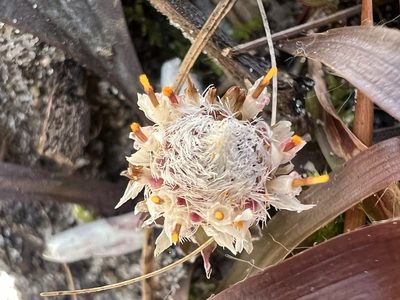 Antennaria solitaria, photographed by Anne Parker