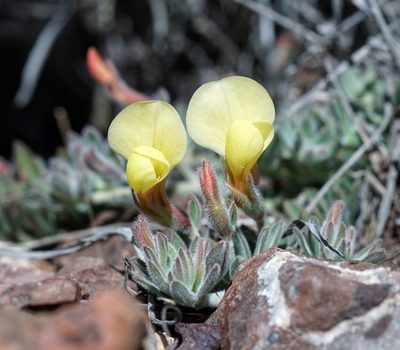 Acmispon neomexicanus, photographed by Andrew Tree