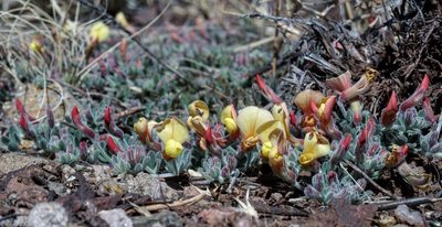 Acmispon neomexicanus, photographed by Andrew Tree