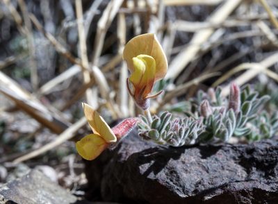 Acmispon neomexicanus, photographed by Andrew Tree