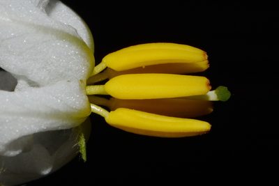Solanum pumilum, photographed by Brian Finzel