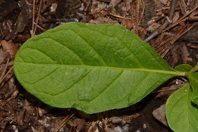 Solanum pumilum, photographed by Brian Finzel