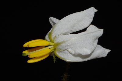 Solanum pumilum, photographed by Brian Finzel