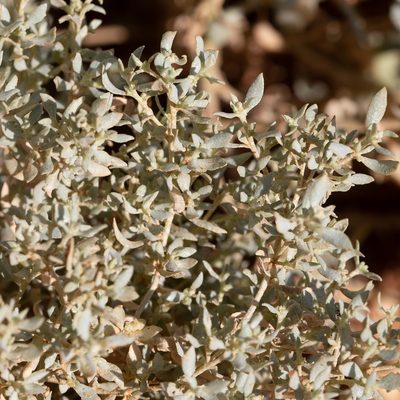 Atriplex lindleyi, photographed by Kym Nicolson