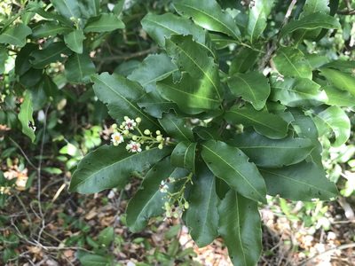 Exothea paniculata, photographed by Laurie Brooks