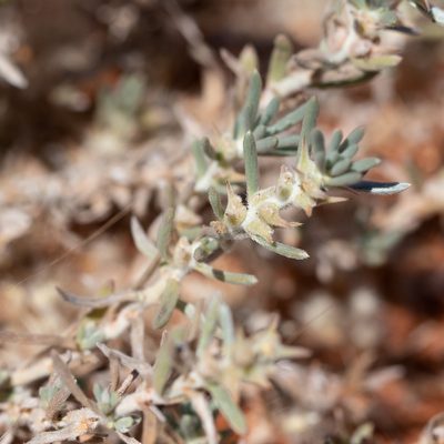 Sclerolaena diacantha, photographed by Kym Nicolson