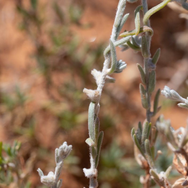 Dissocarpus biflorus, photographed by Kym Nicolson