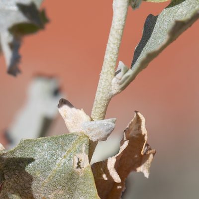 Atriplex velutinella, photographed by Kym Nicolson