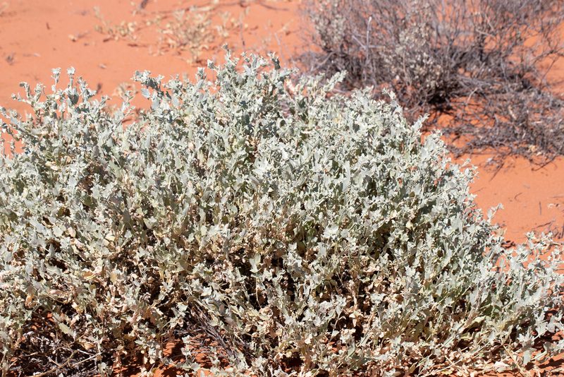 Atriplex velutinella, photographed by Kym Nicolson