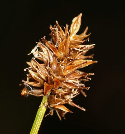 Carex jonesii, photographed by Steve Matson