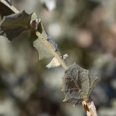 Atriplex velutinella, photographed by Kym Nicolson
