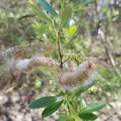 Salix lasiolepis, photographed by James C. Davis