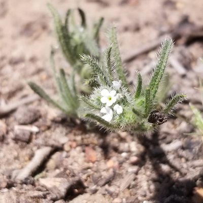 Johnstonella angustifolia, photographed by James C. Davis
