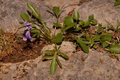 Viola egglestonii, photographed by Brian Finzel