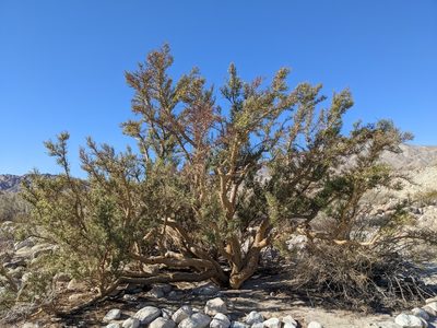Bursera microphylla, photographed by Trevor Van Loon