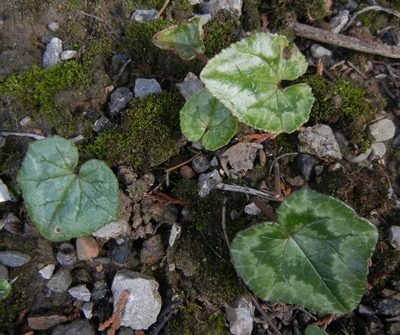 Cyclamen hederifolium, photographed by Jon Mortin
